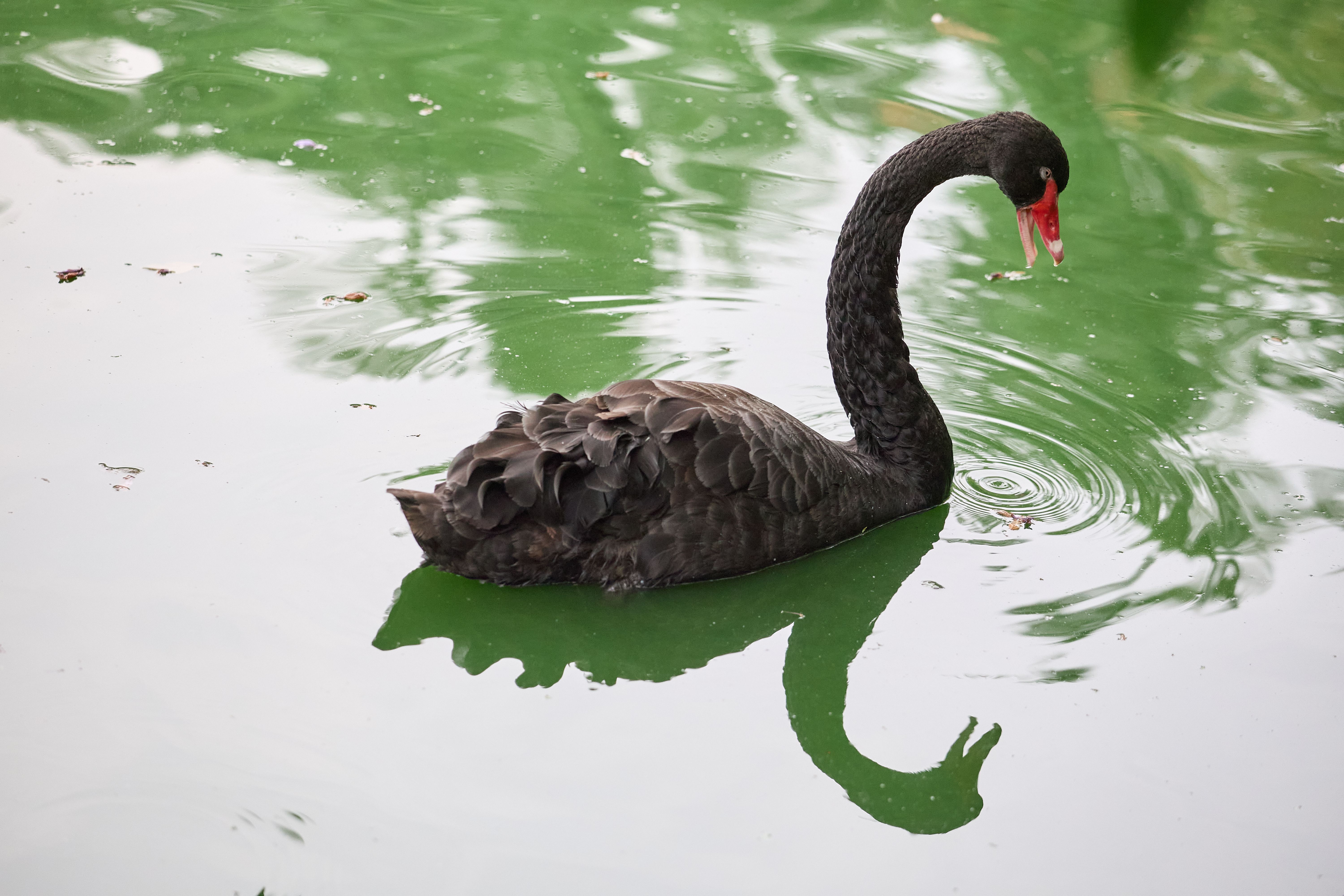Black Swan Swimming in Serene Green Pond · Free Stock Photo