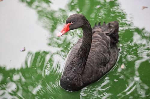 Free A serene black swan gracefully swims on a pond with green reflections. Stock Photo