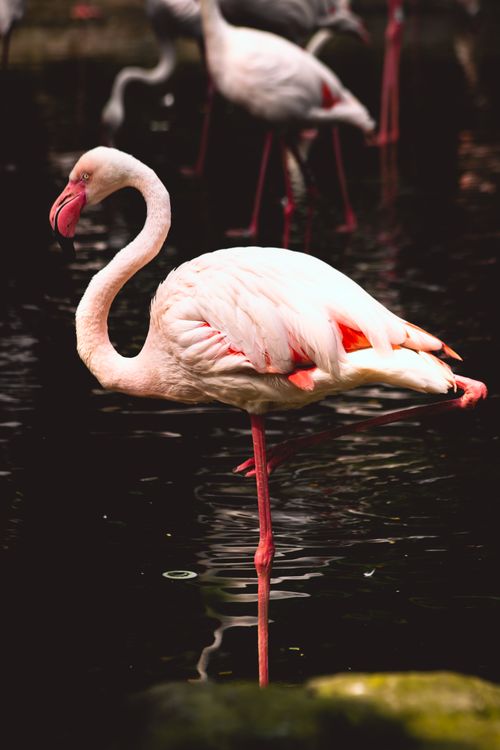 Free A graceful flamingo standing on one leg in a Hồ Chí Minh City botanical garden. Stock Photo