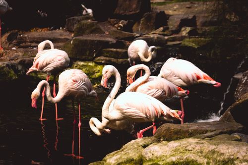 Free A serene scene of flamingos wading in a Vietnamese botanical garden pond. Stock Photo