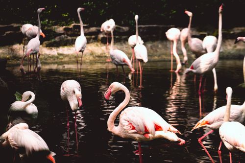 Free A serene group of flamingos wading in water at Ho Chi Minh City's zoo, showcasing their elegance and beauty. Stock Photo