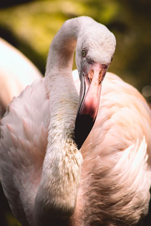 Free A detailed shot of a flamingo basking in warm sunlight, showcasing its elegant features. Stock Photo