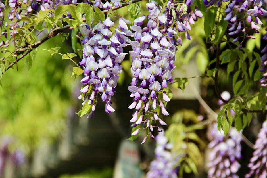 Close-up of purple and white wisteria flowers in full bloom, capturing spring vibrancy.