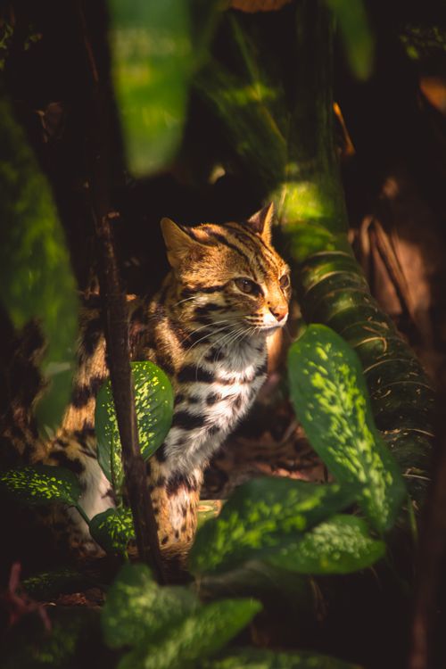 Free Close-up of a Bengal cat amidst lush greenery in a Vietnamese jungle. Stock Photo