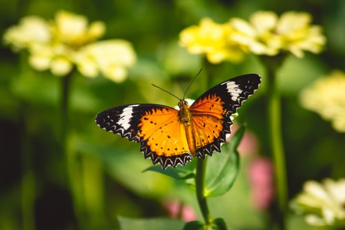 Free An orange butterfly gracefully perches on vibrant yellow flowers, showcasing nature's beauty in Ho Chi Minh. Stock Photo