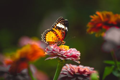 Free Close-up of a vibrant butterfly on flowers in Hồ Chí Minh, capturing nature's beauty. Stock Photo