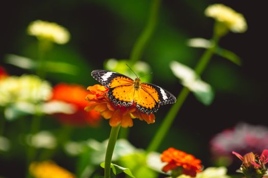 A striking orange butterfly perched on a vivid flower in a sunny garden scene.