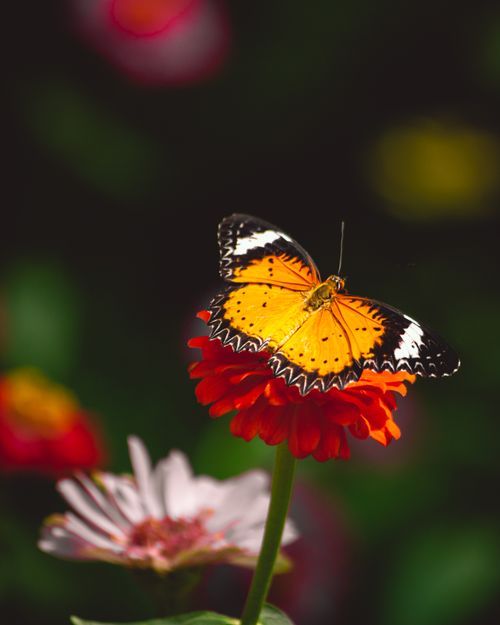 Free A close-up shot of a bright orange butterfly perched on a vivid red zinnia flower in a blooming garden. Stock Photo