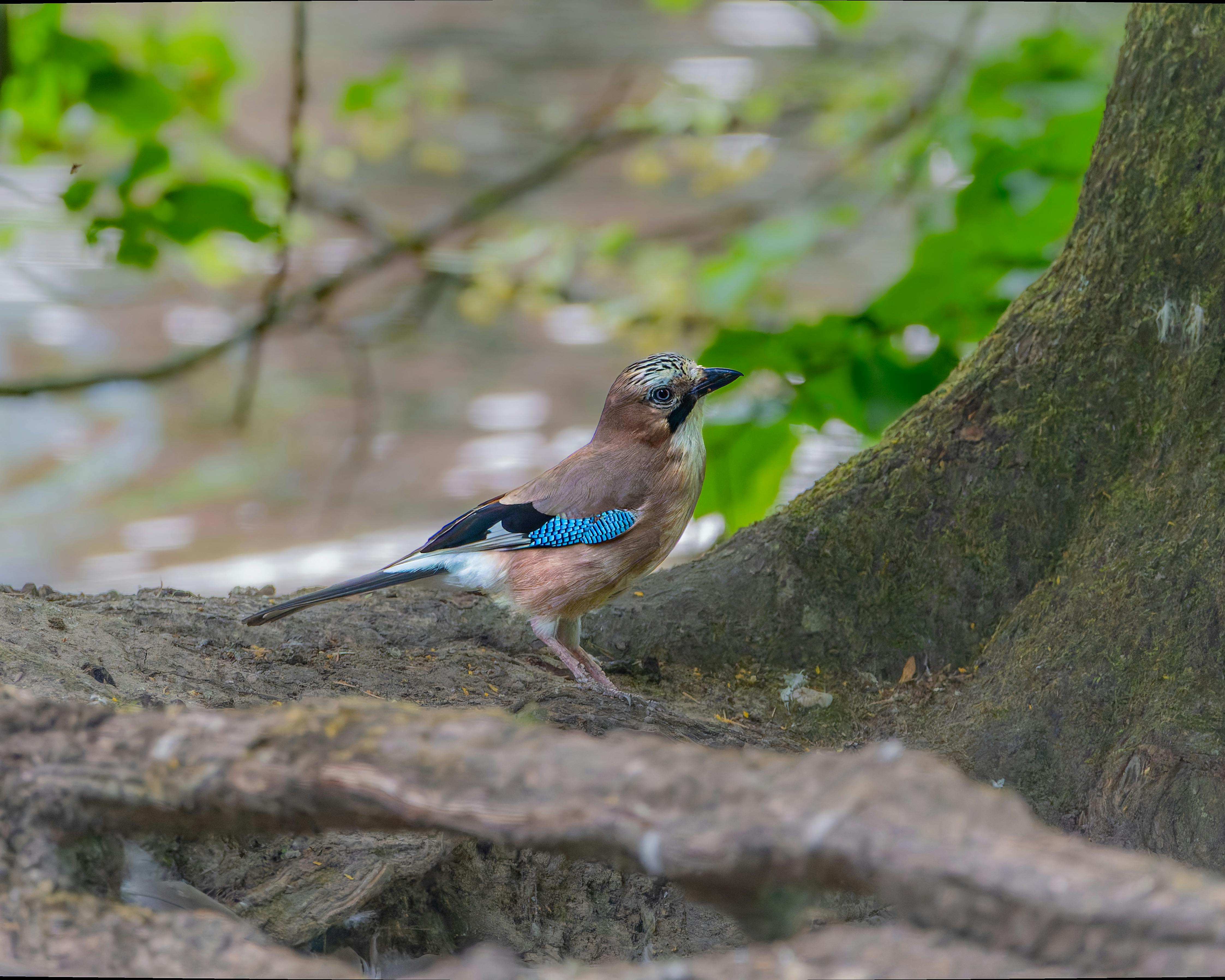 Eurasian Jay perched on a tree root in a lush, green woodland setting.