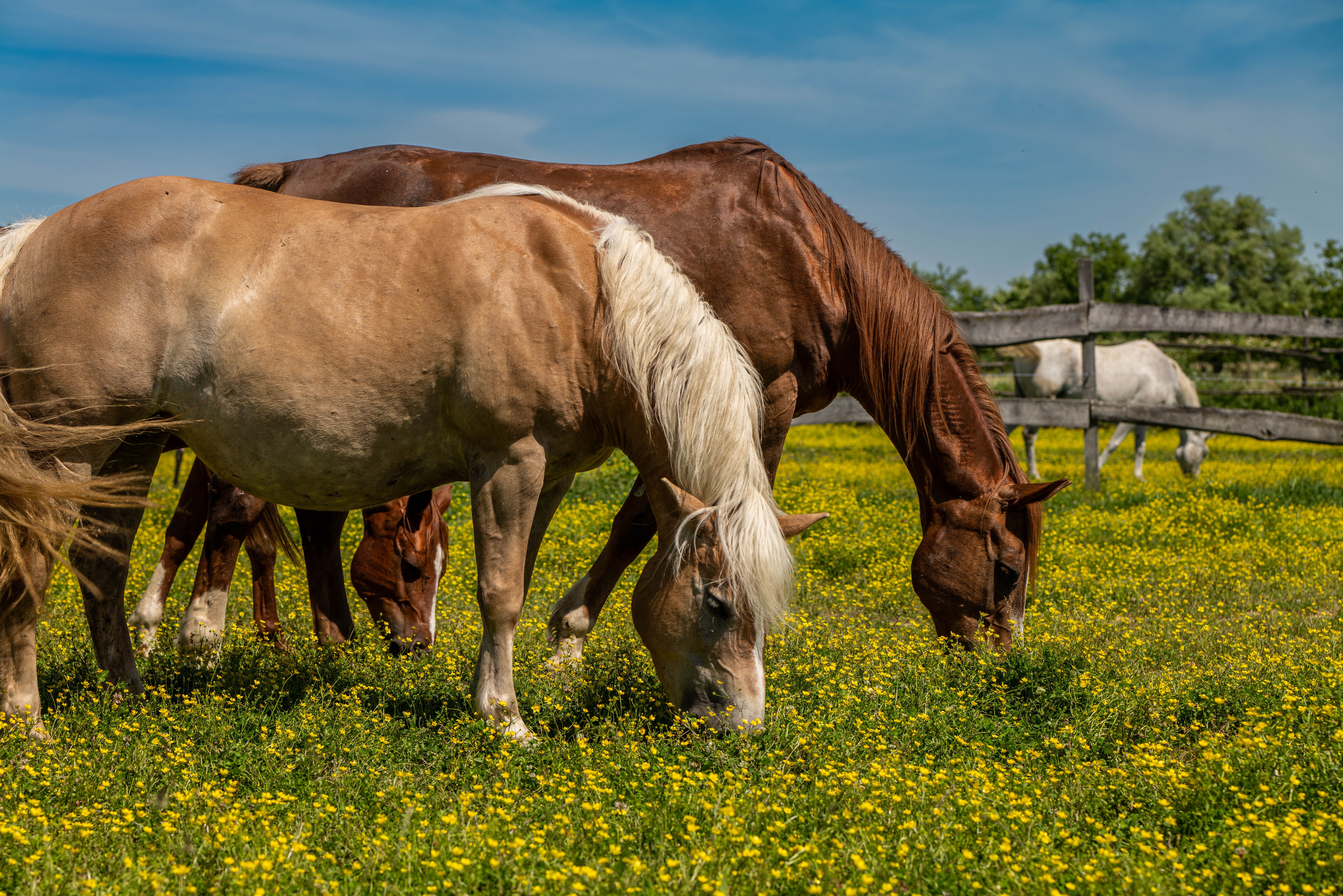 Grazing Horses in a Sunny Meadow in Croatia · Free Stock Photo
