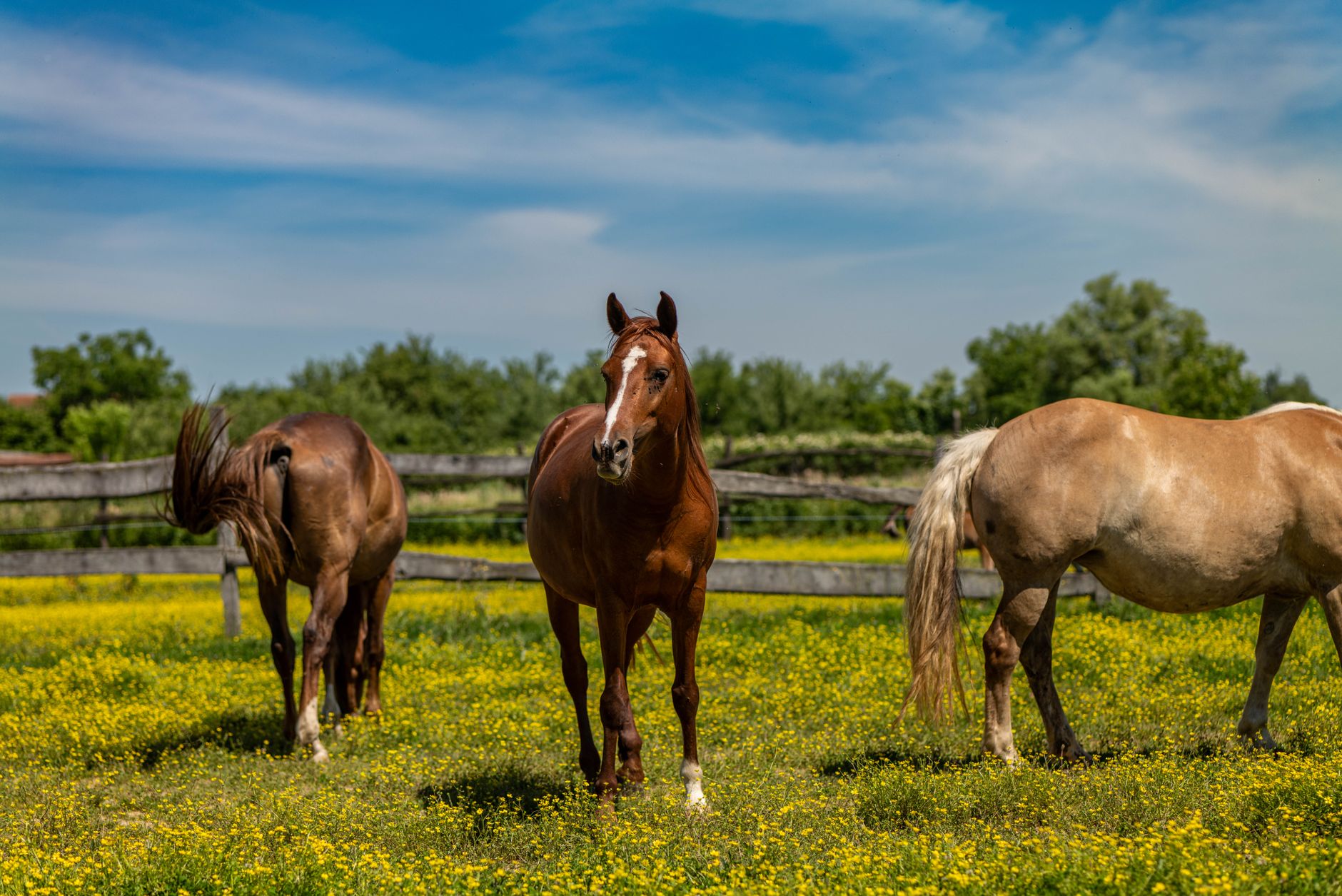 Three friends comparing horse racing odds on smartphones at a dining table, focused evening atmosphere