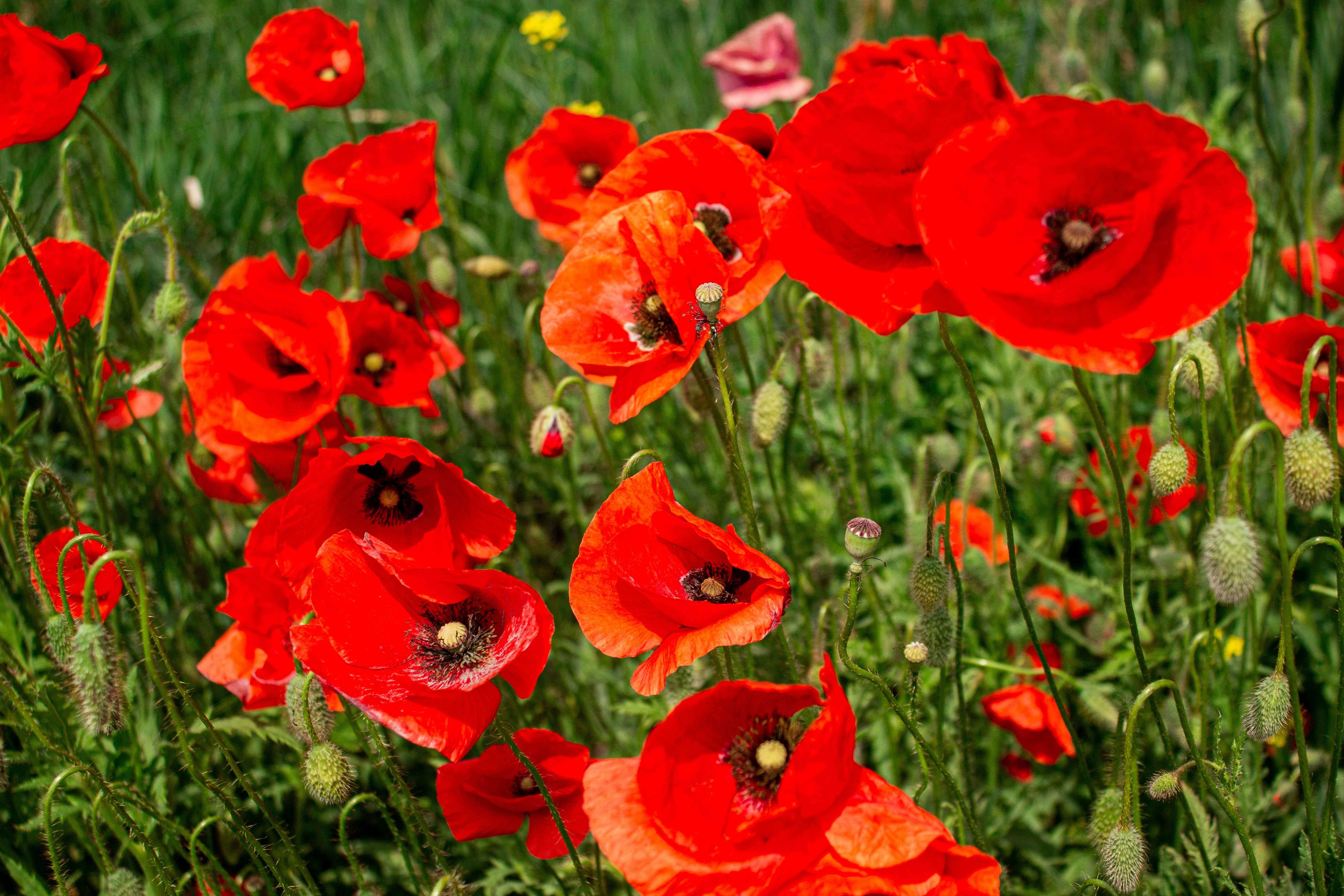 Bright red poppies blooming in a sunny Polish field