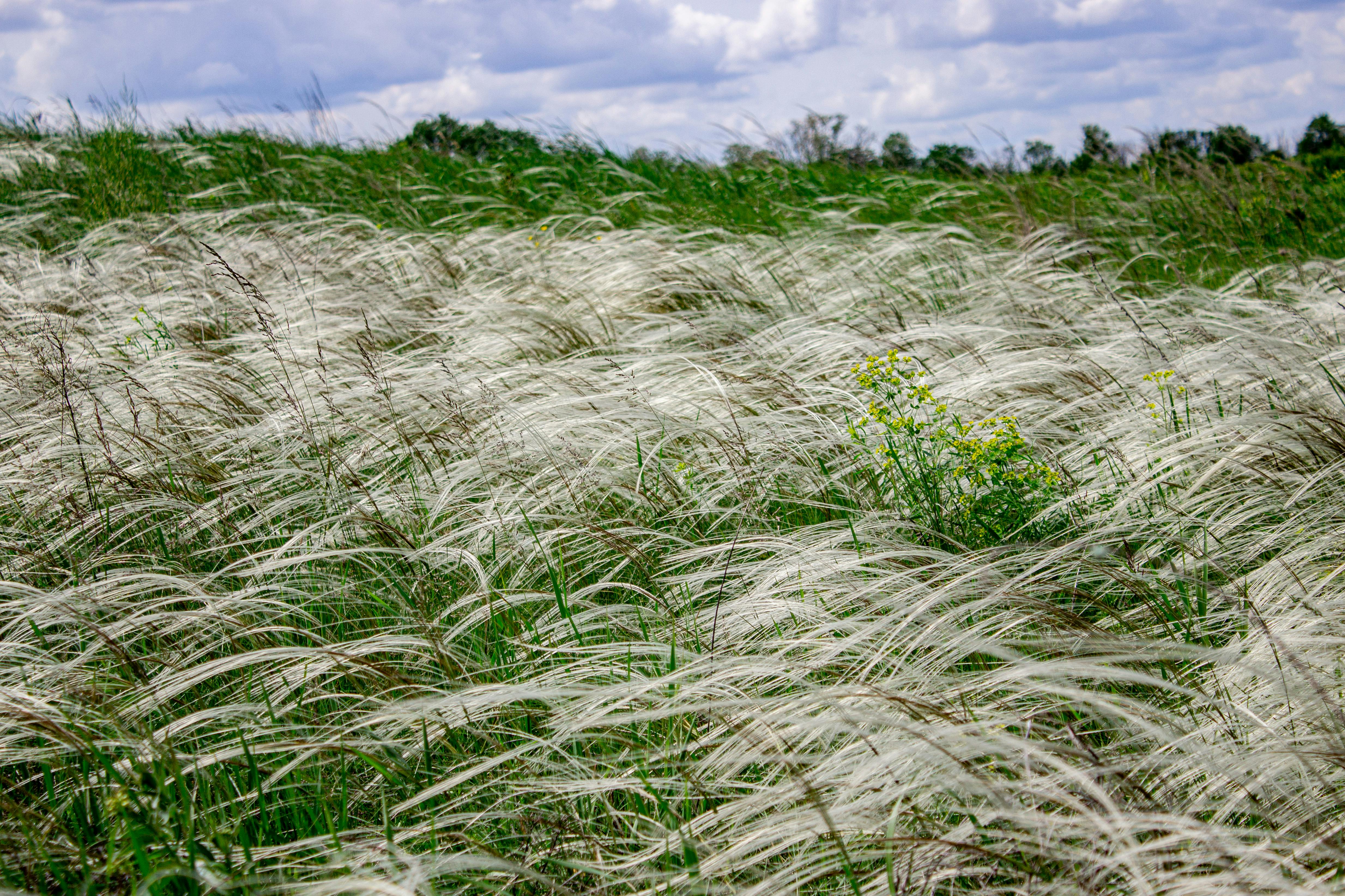 Stipa ichu: Ecología, Propagación y Aplicaciones Sostenibles en los Andes