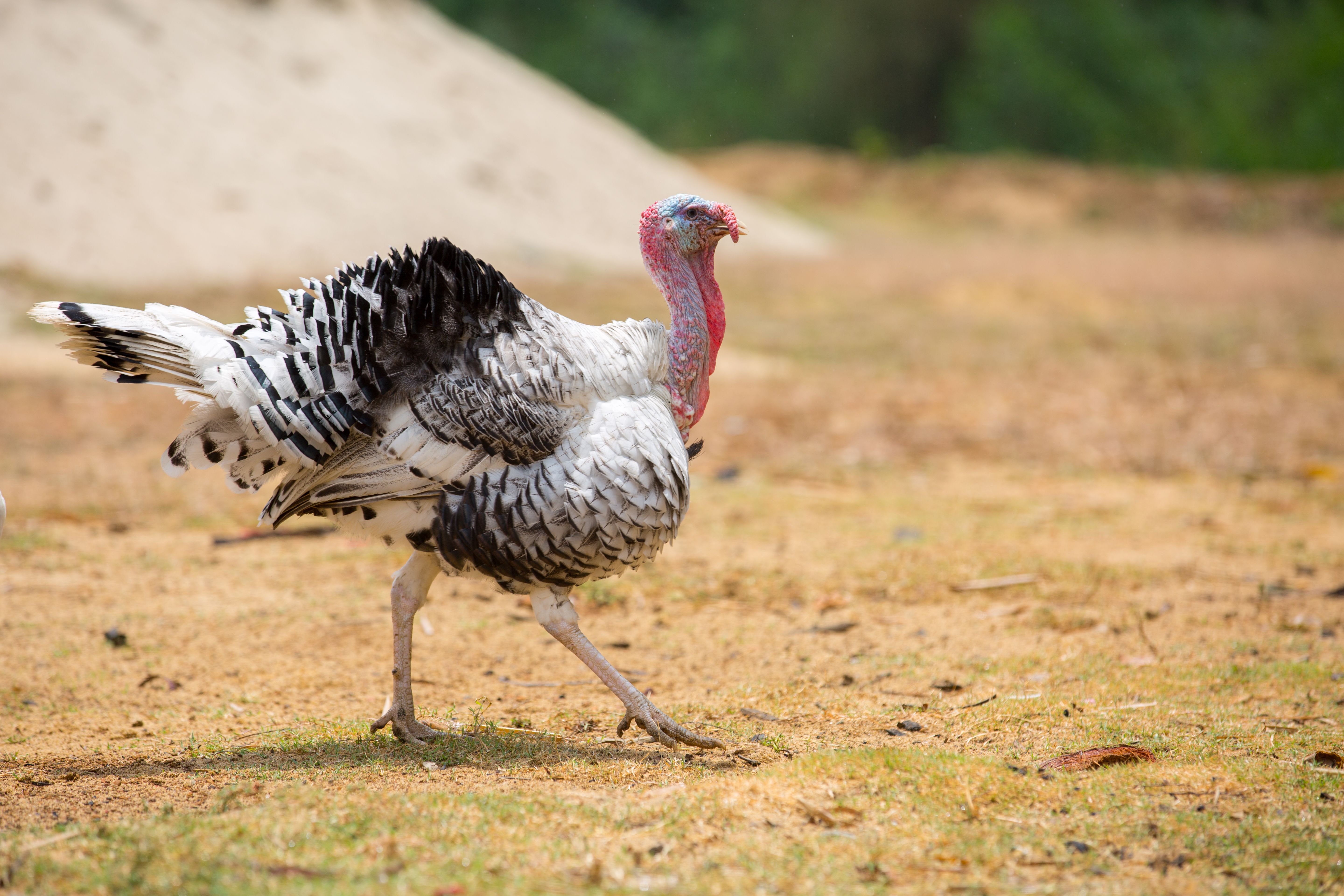 Majestic Turkey Walking in Chattogram · Free Stock Photo