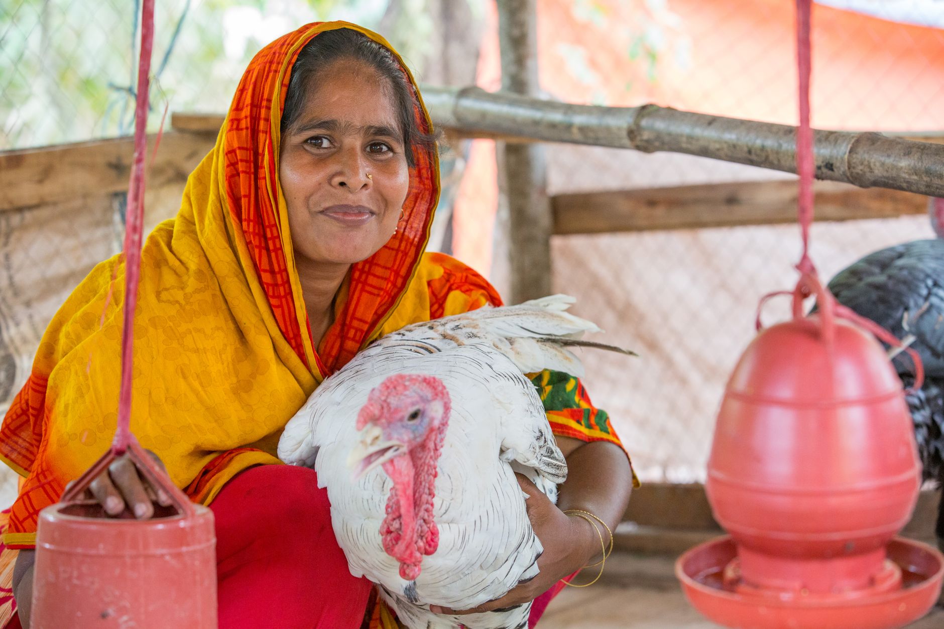 A Thai poultry caretaker installing three feeding stations and opaque dividers inside a clean shaded coop