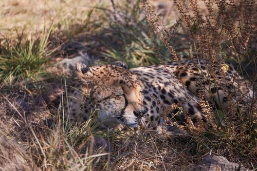 Free A peaceful cheetah rests in the tall grass of the African savannah. Stock Photo