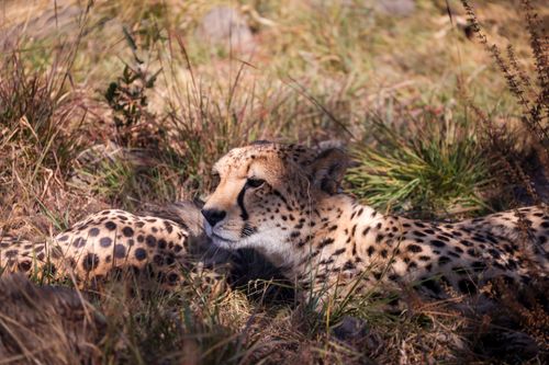 Free A serene cheetah lies resting amidst the grass in the African savanna, capturing the essence of wildlife. Stock Photo
