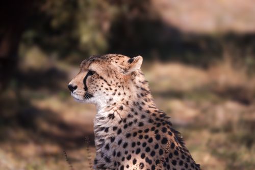 Free Close-up of a cheetah in the wild, showcasing its majestic spots and profile. Stock Photo