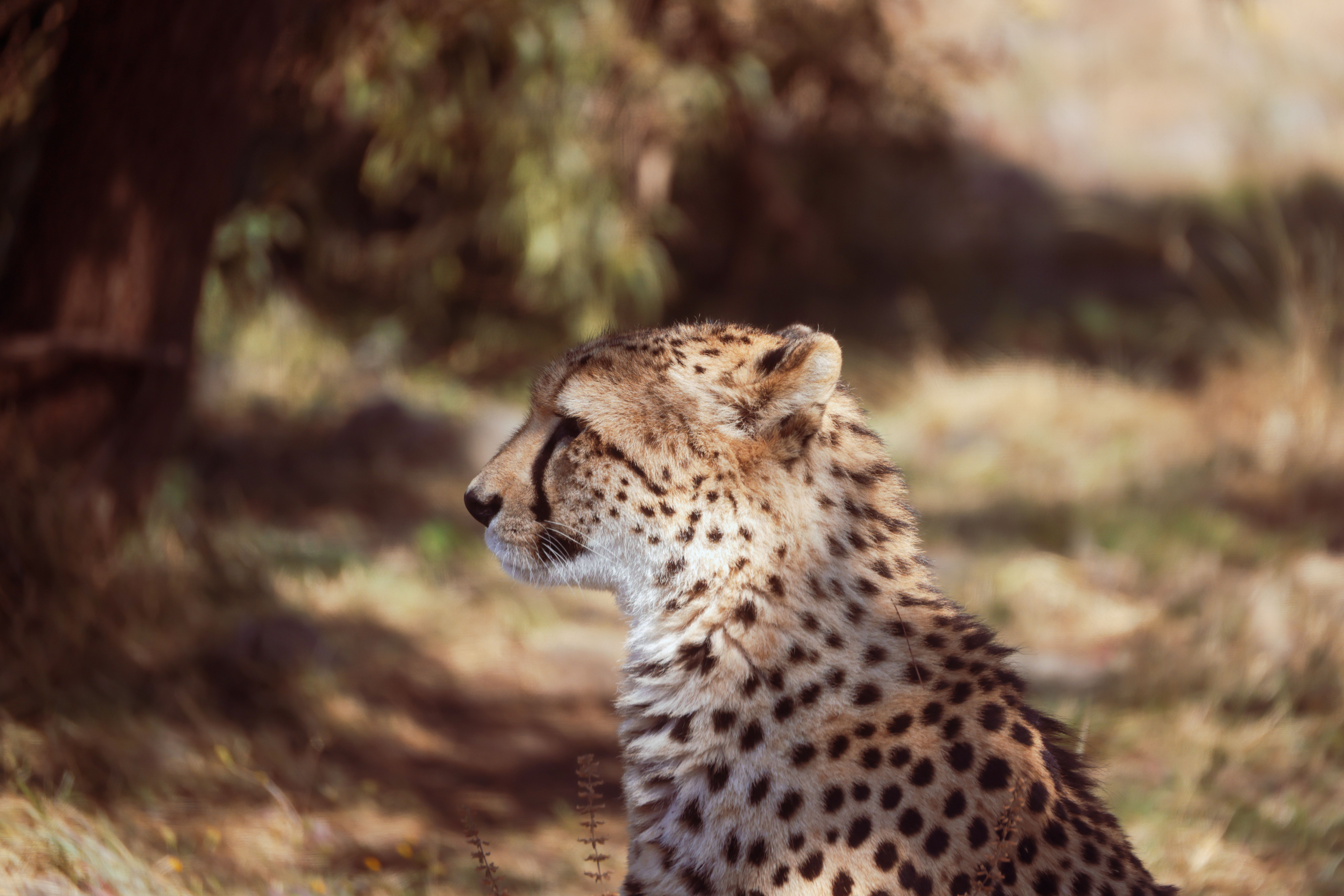 Majestic Cheetah in Its Natural Habitat · Free Stock Photo