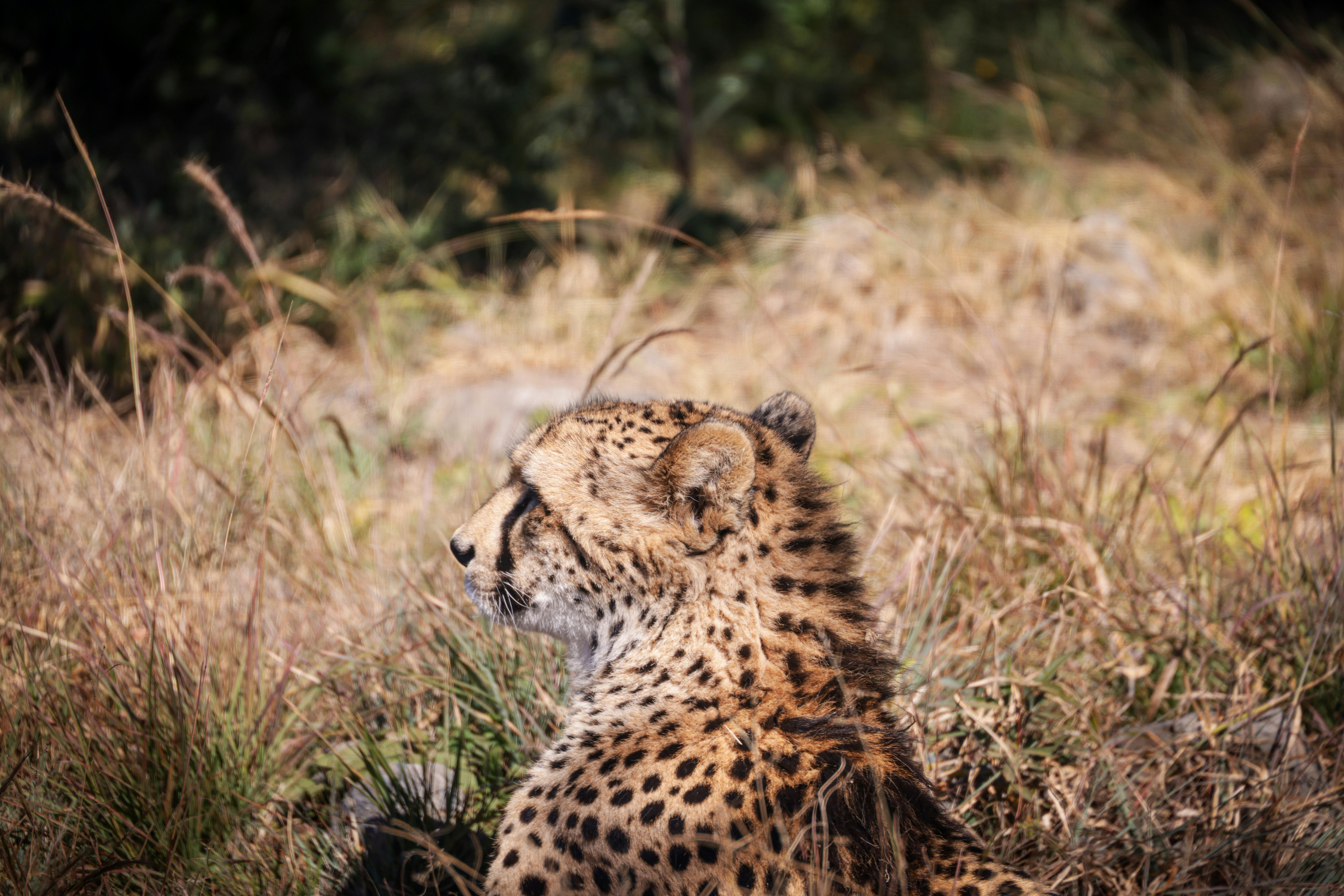 Top Natural Remedies for Ear Discomfort