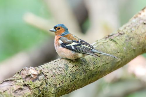 Free A vibrant male chaffinch perched on a mossy branch in a natural forest setting. Stock Photo