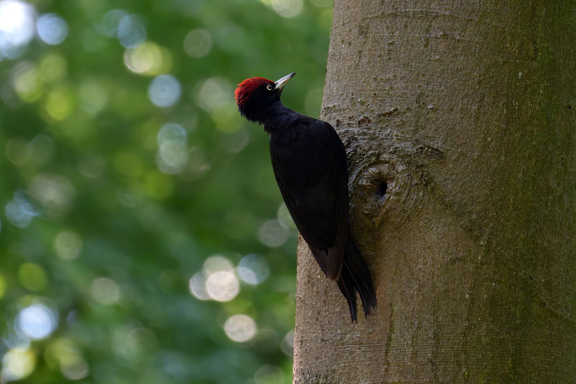 A black woodpecker with a red cap clings to a tree trunk in a sunlit forest.