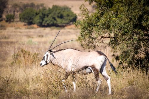 Free A striking image of a gemsbok standing in the African savanna with lush greenery in the background. Stock Photo