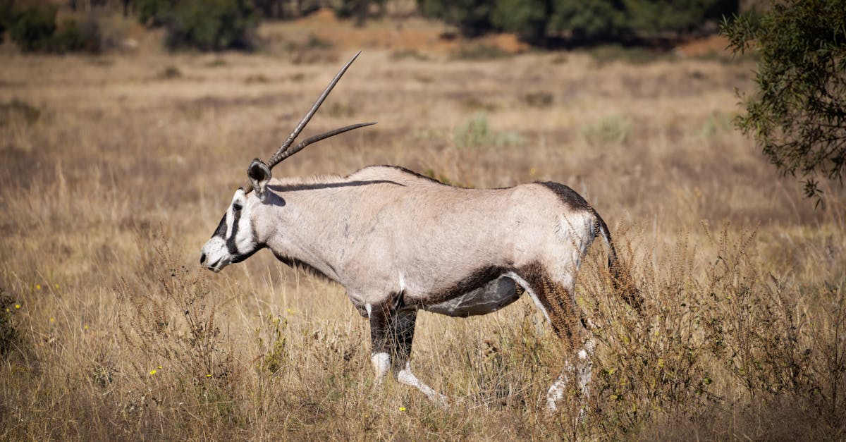鈊象5月營收創新高 遊戲產業持續發光發熱