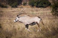 A solitary gemsbok wandering the African savanna under bright daylight.