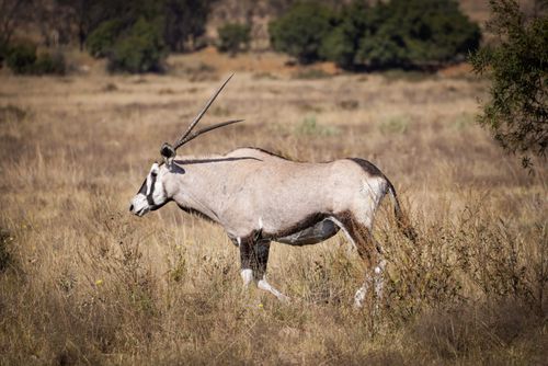 Free A solitary gemsbok wandering the African savanna under bright daylight. Stock Photo