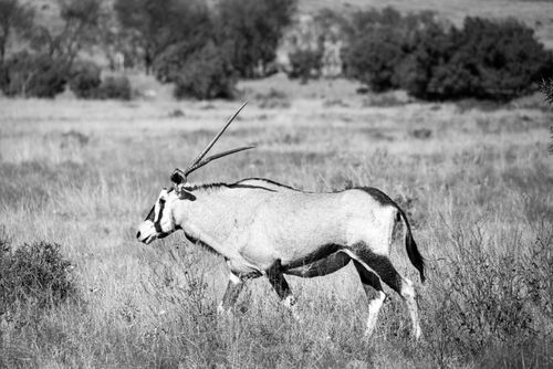 Free Black and white image of a gemsbok oryx in an African savanna. Stock Photo