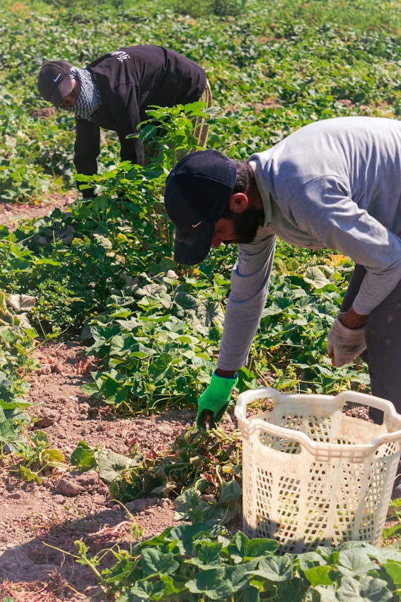 Unlock the Secrets of Timing: The Best Days for Planting Vegetables and Herbs for Maximum Harvest