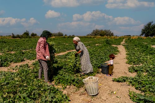 Free Two adults and a child picking vegetables in a sunny field, embracing rural life. Stock Photo