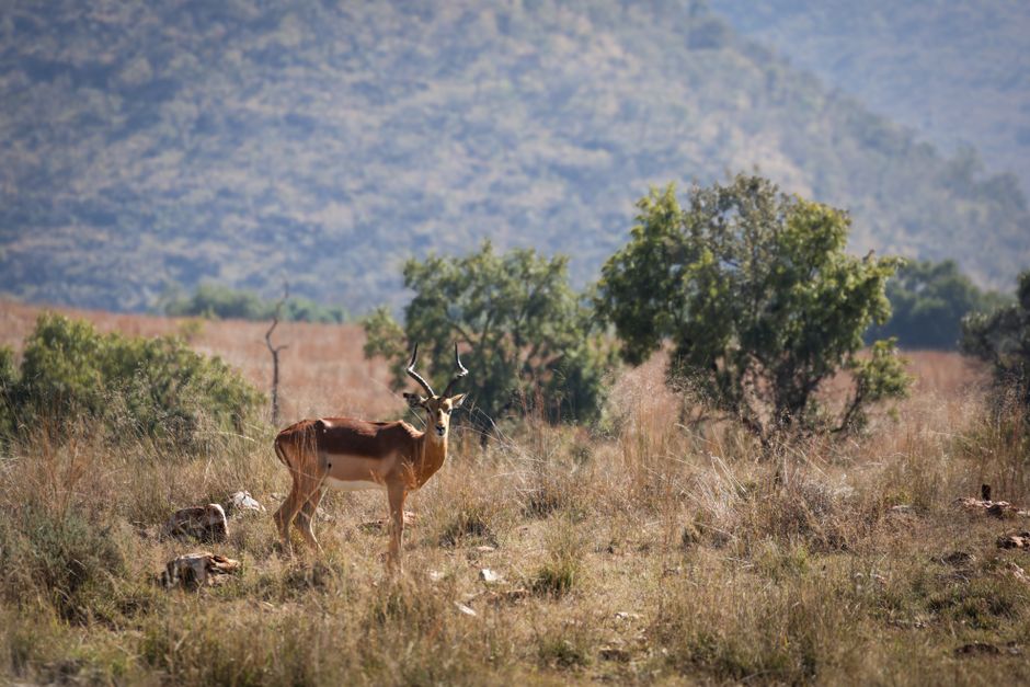 Spectacular Ocean Safari Review: Cape Town's Ultimate Marine Wildlife Adventure Review 2026 - A majestic impala stands in the wild African savanna under a clear sky.