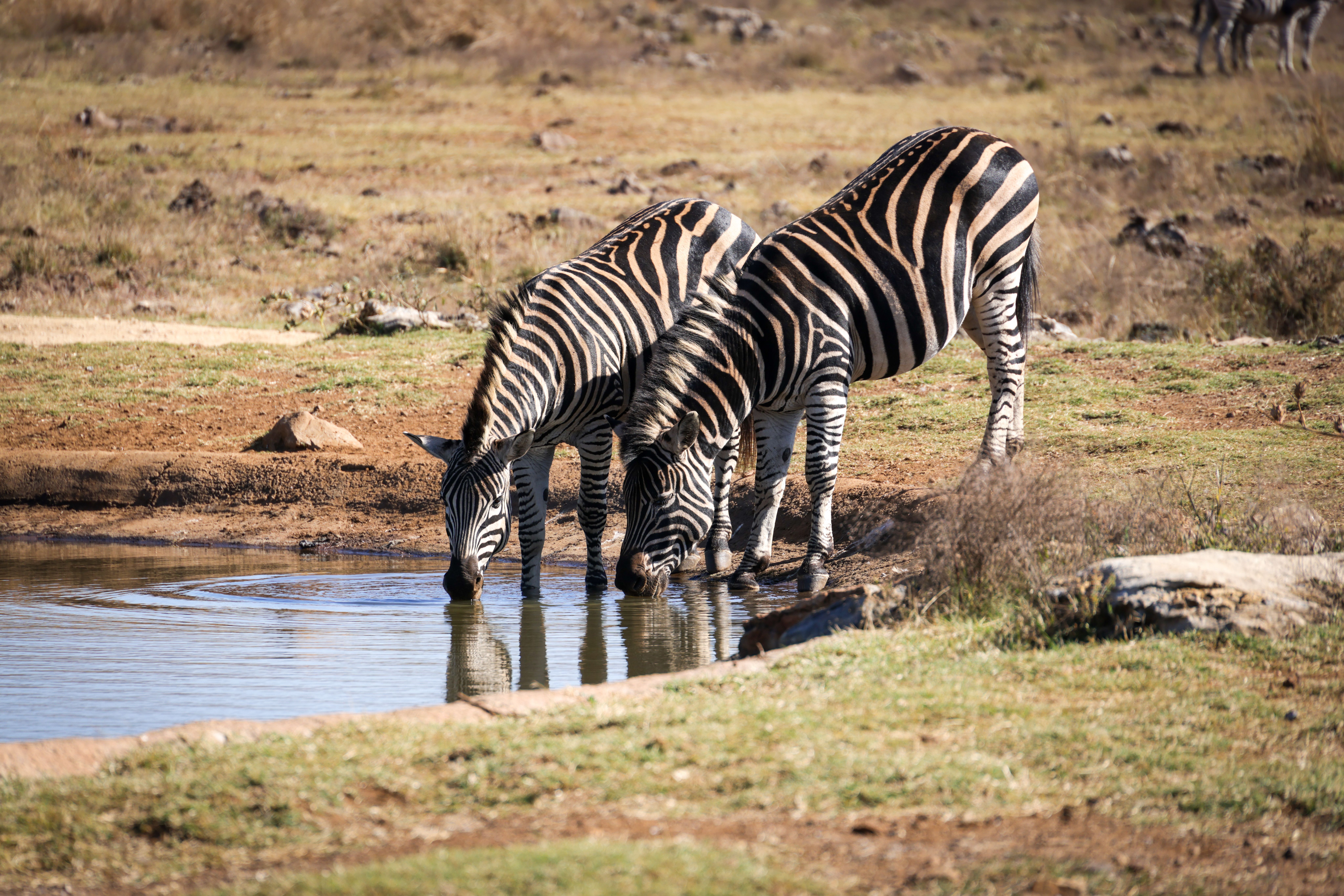 Cebras Bebiendo En Un Abrevadero En La Sabana Africana · Foto de stock ...