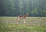 A solitary deer stands gracefully in a lush Belarusian meadow, surrounded by a tranquil forest.