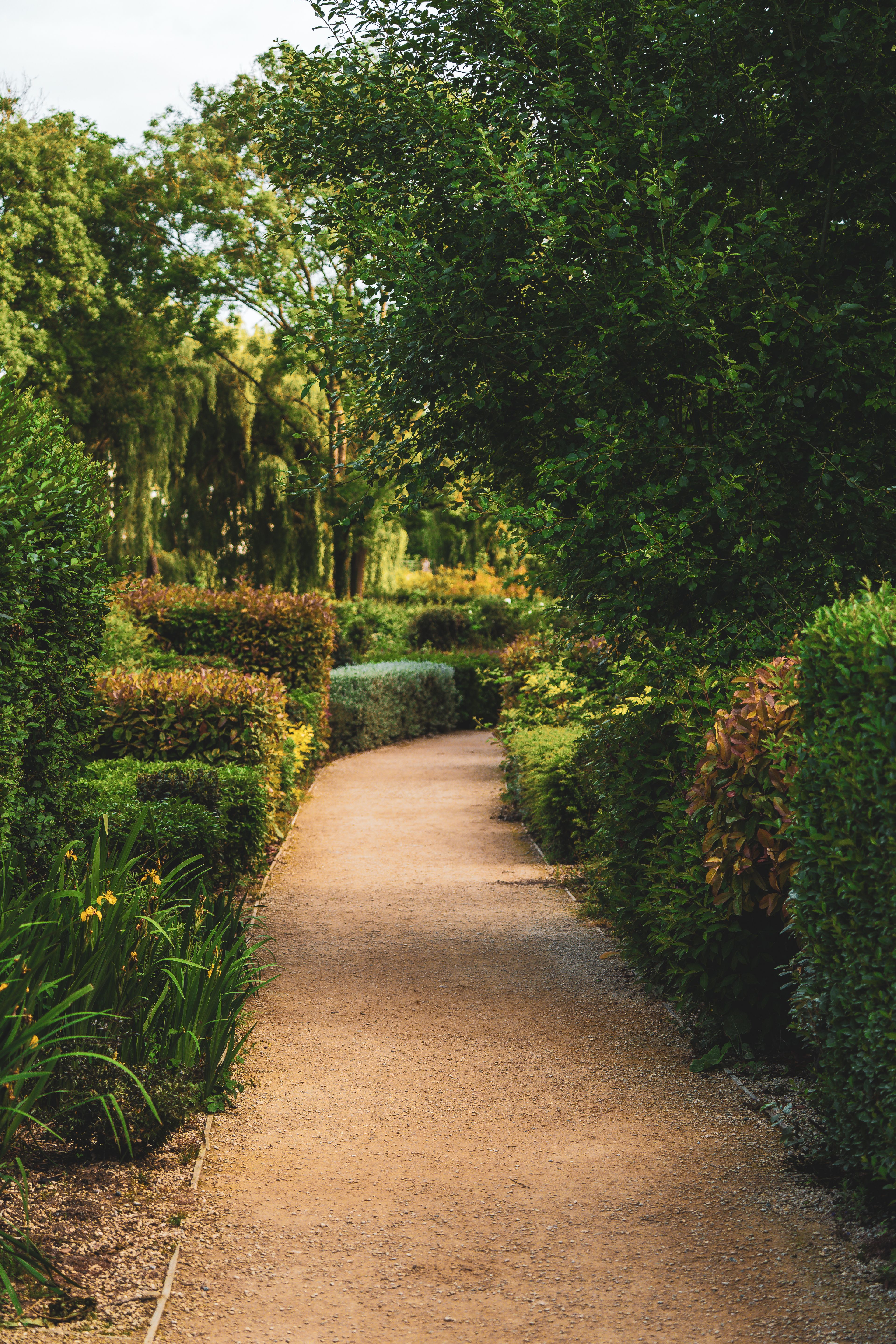 Gravel path curving between clipped hedges and layered planting