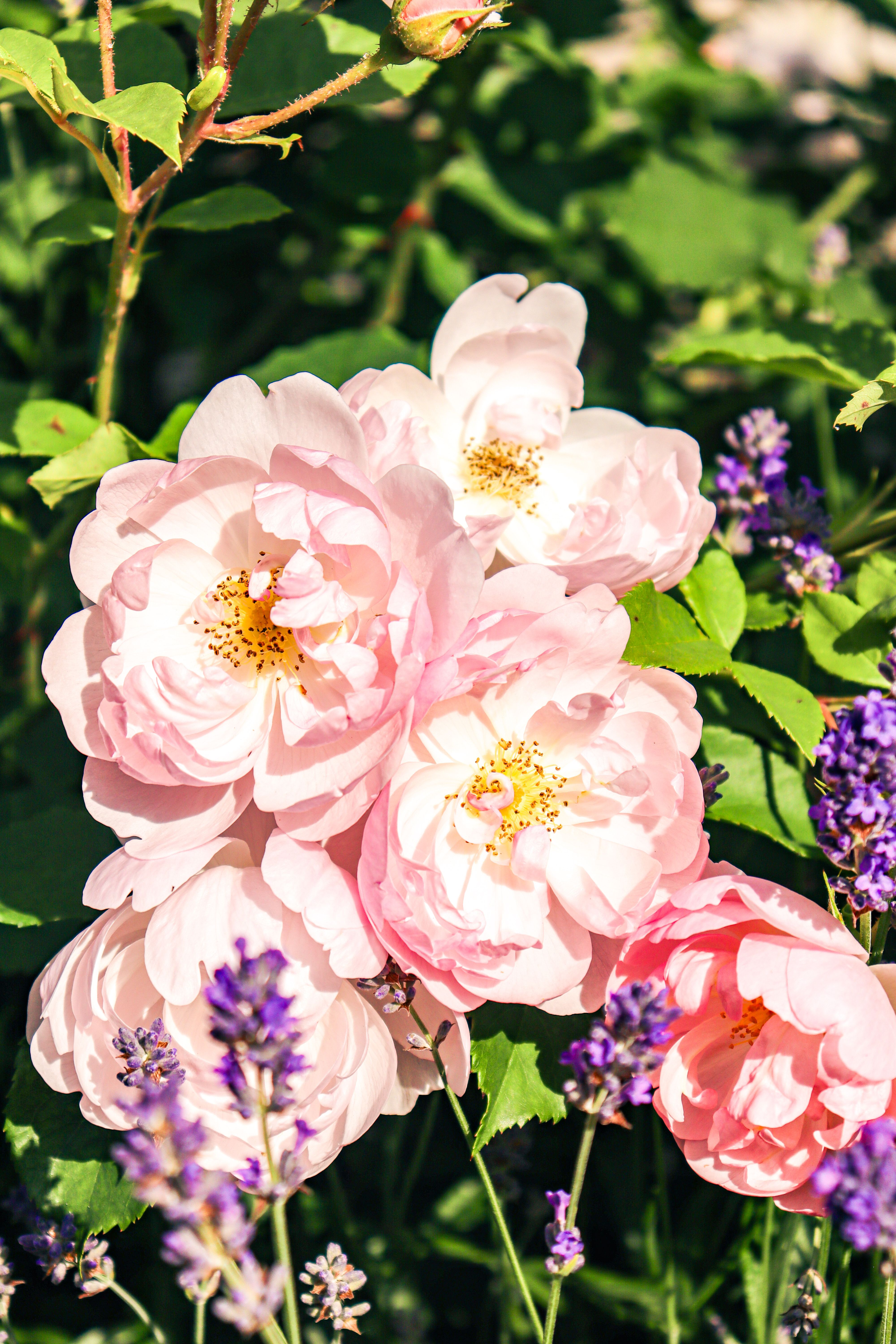 Beautiful Pink Roses in Summer Bloom · Free Stock Photo