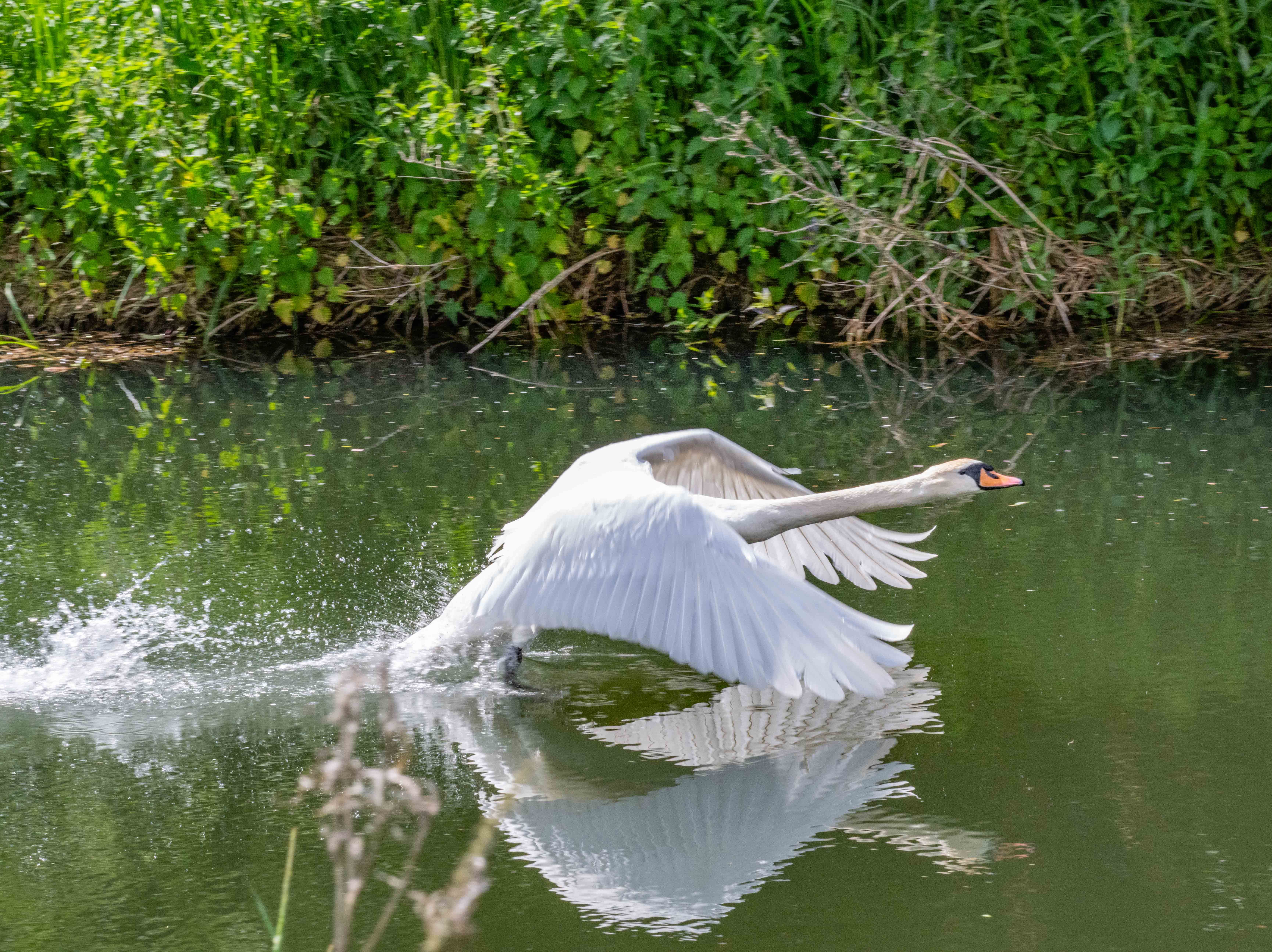 Gratis Un maestoso cigno che plana sulla superficie del fiume, con le ali spiegate in movimento, immortalato in un sereno scenario naturale. Foto a disposizione
