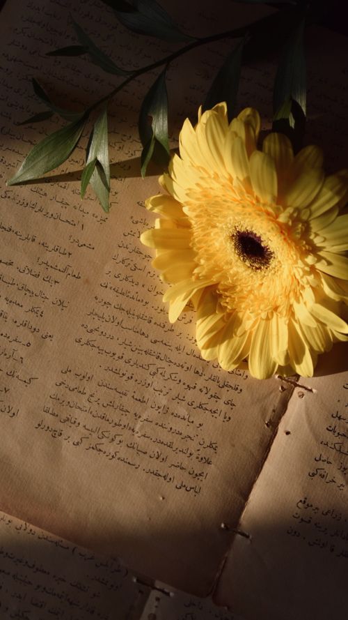 Free Yellow gerbera flower on vintage text pages with leaves, soft light Stock Photo