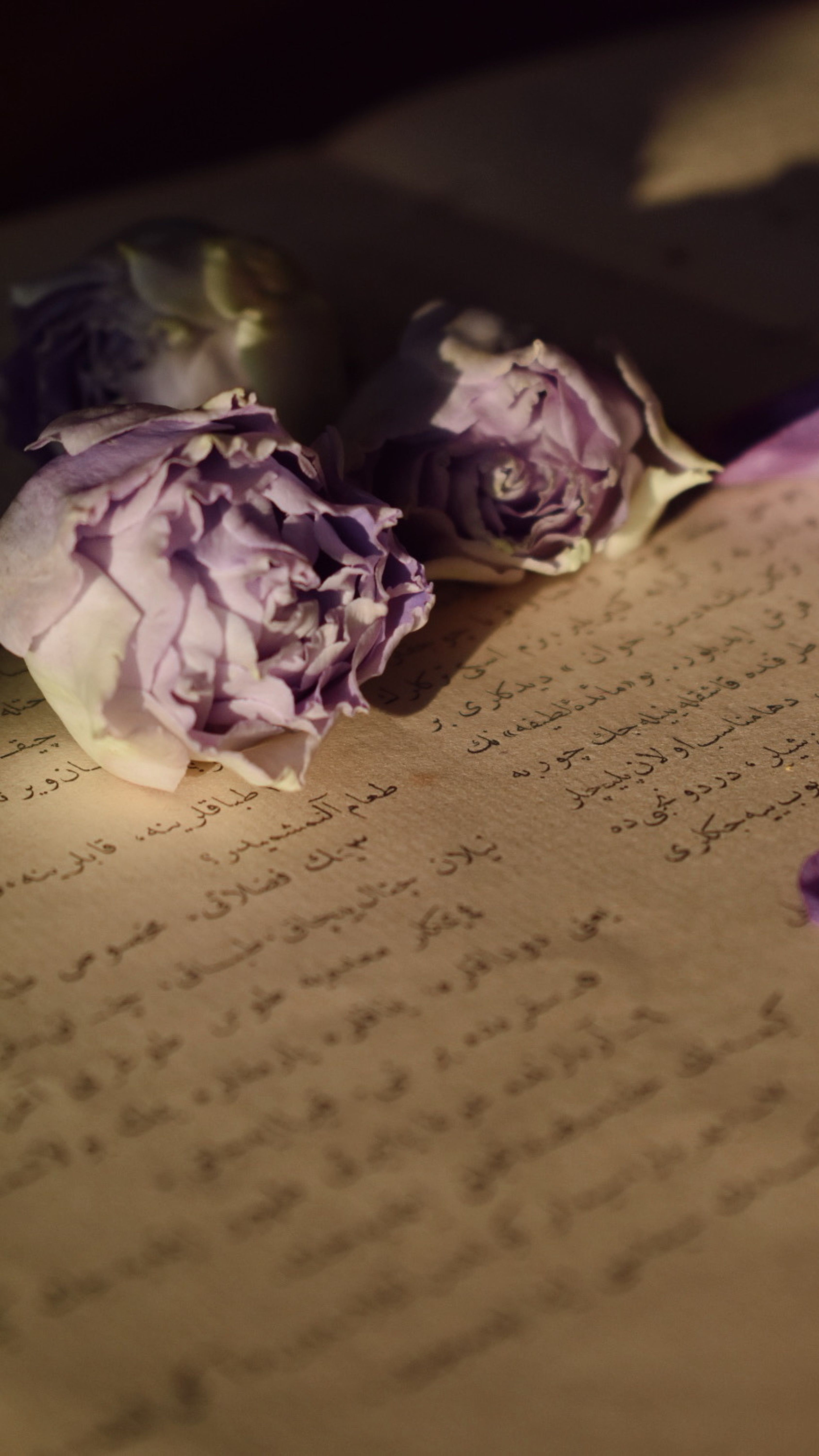 Vintage Roses on Handwritten Letter in Soft Light · Free Stock Photo