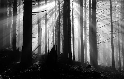 Free Black And White Photo Of A Forest Stock Photo