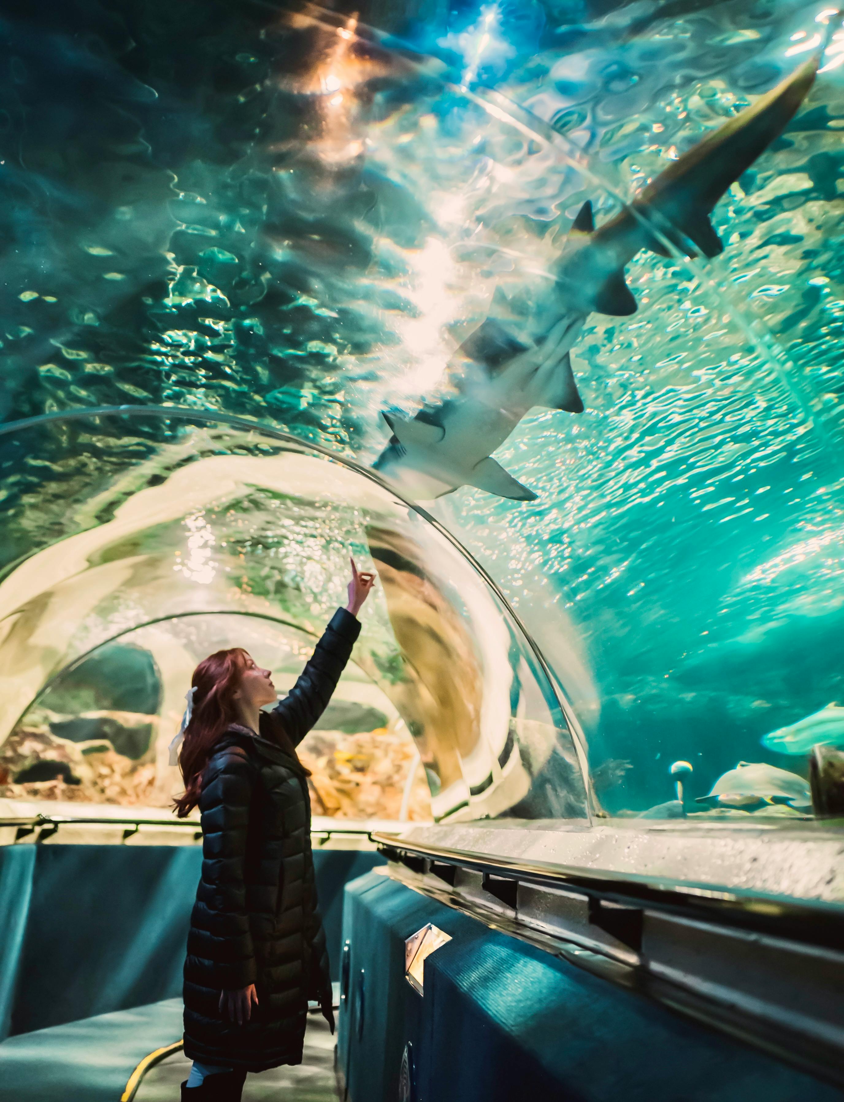 Shark swimming overhead through the Shark Seas walk-through tunnel at Singapore Oceanarium, formerly S.E.A. Aquarium Singapore