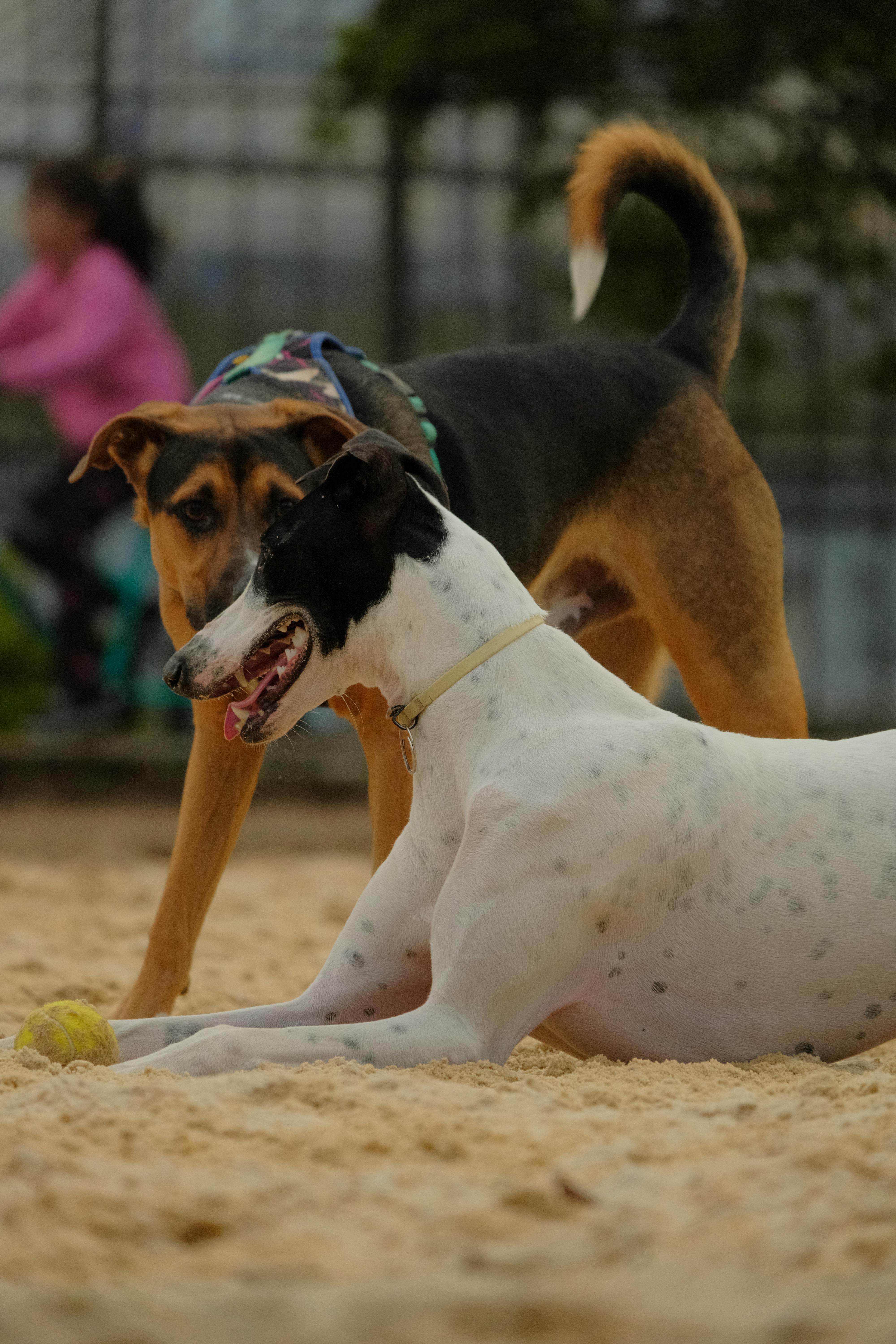 Ethical kennel scene for club governance with attentive dogs and handlers