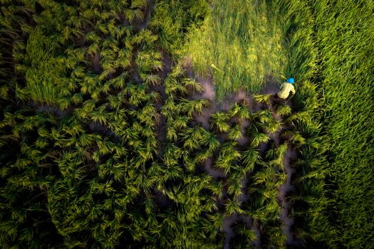 Aerial shot of a farmer tending to a vibrant green rice field, showcasing agricultural life.