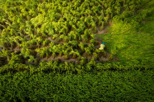Free Aerial shot of a farmer working in a vibrant green rice field, displaying agricultural labor and lush nature. Stock Photo