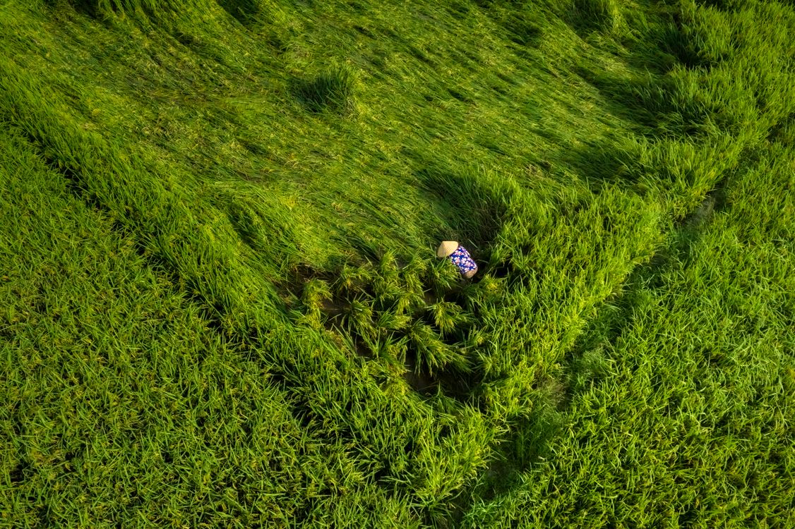 Aerial View of Farmer in Lush Green Rice Field · Free Stock Photo
