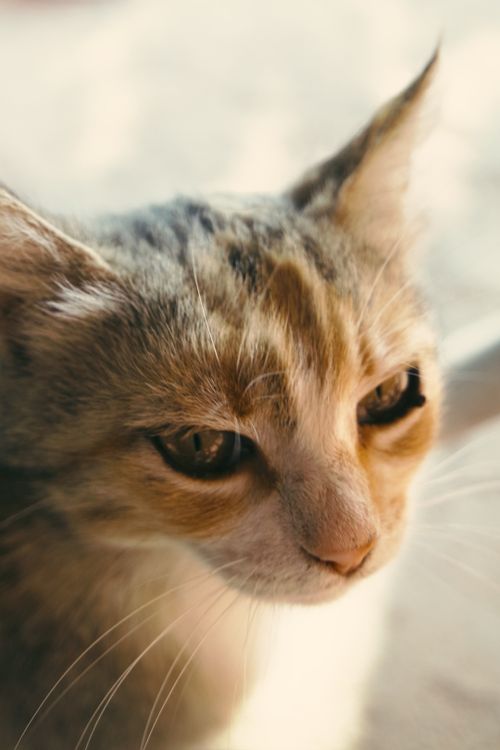 Free A beautiful tabby cat with striking eyes gazes thoughtfully, evoking a sense of curiosity. Stock Photo