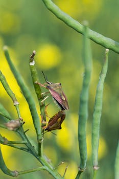 Close-up of two shield bugs on plant stems, vivid outdoors.