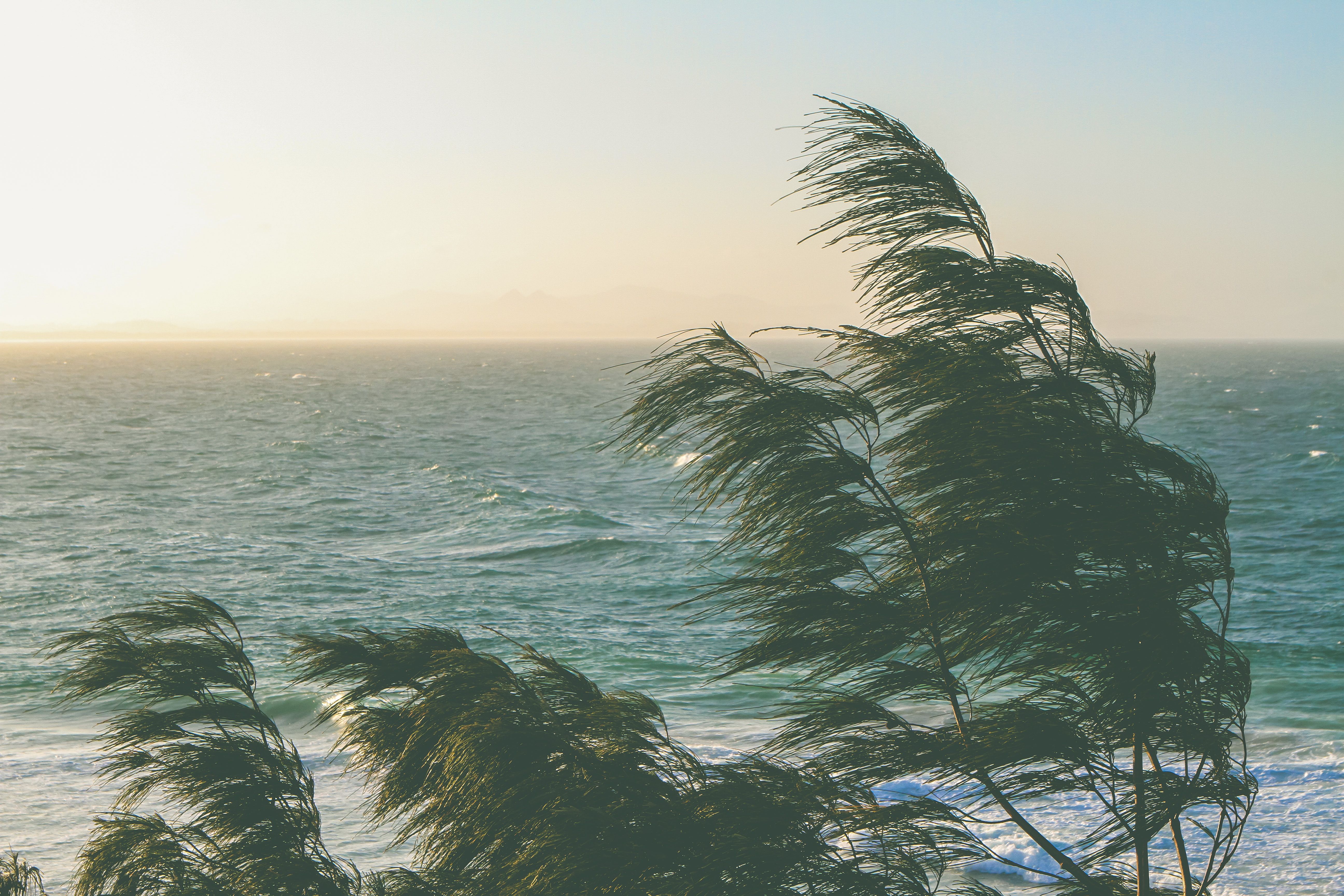 Windy coastal scene with ocean waves and windswept trees under a bright sky.